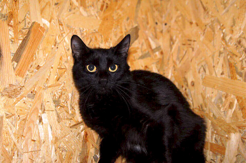Sibirische Rattenfänger Katze Rasse Katze