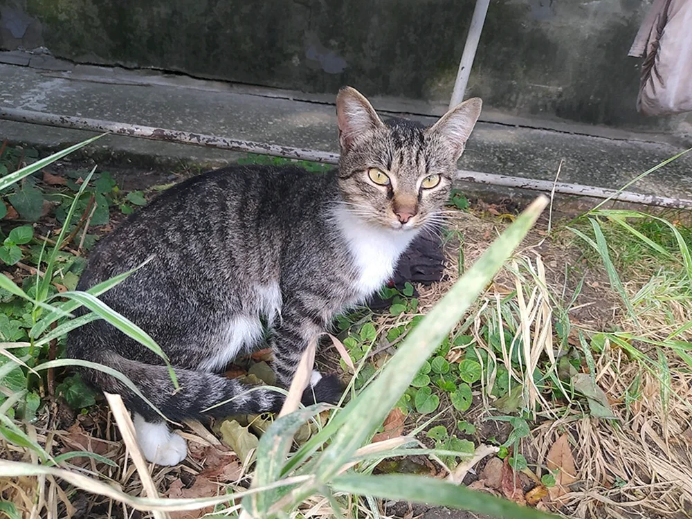 Sibirische Rattenfänger Katze