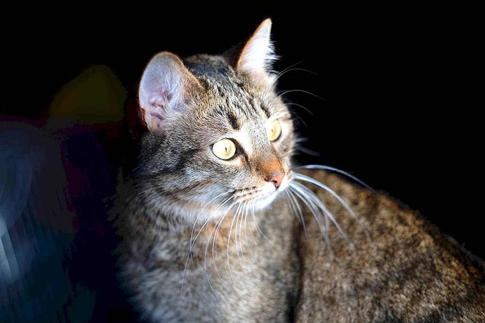 Sibirische Rattenfänger Katze Rattenfänger Katze Sibirische Rattenfänger Katze Sibirische Rattenfänger Katze Sibirische Rattenfänger Katze Sibirische Rattenfänger Katze Sibirische Rattenfänger Katze Sibirische Rattenfänger Katze Rasse Rattenfänger Katze Rasse Rattenfänger Katze Rattenfänger