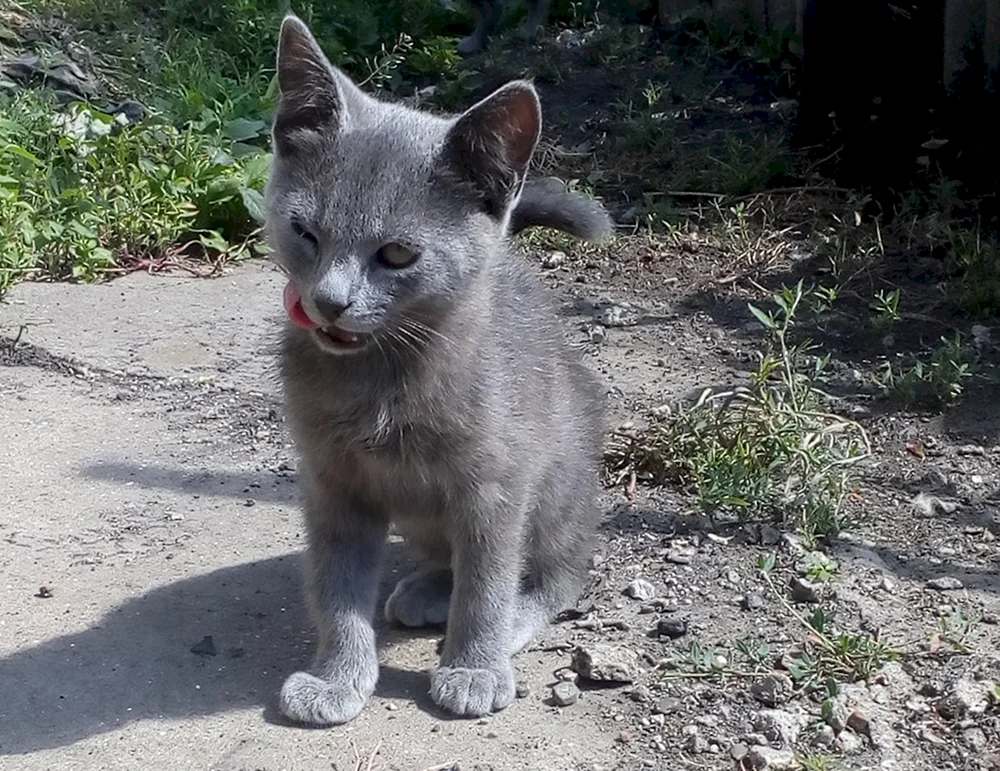 Sibirische Rattenfänger-Katze