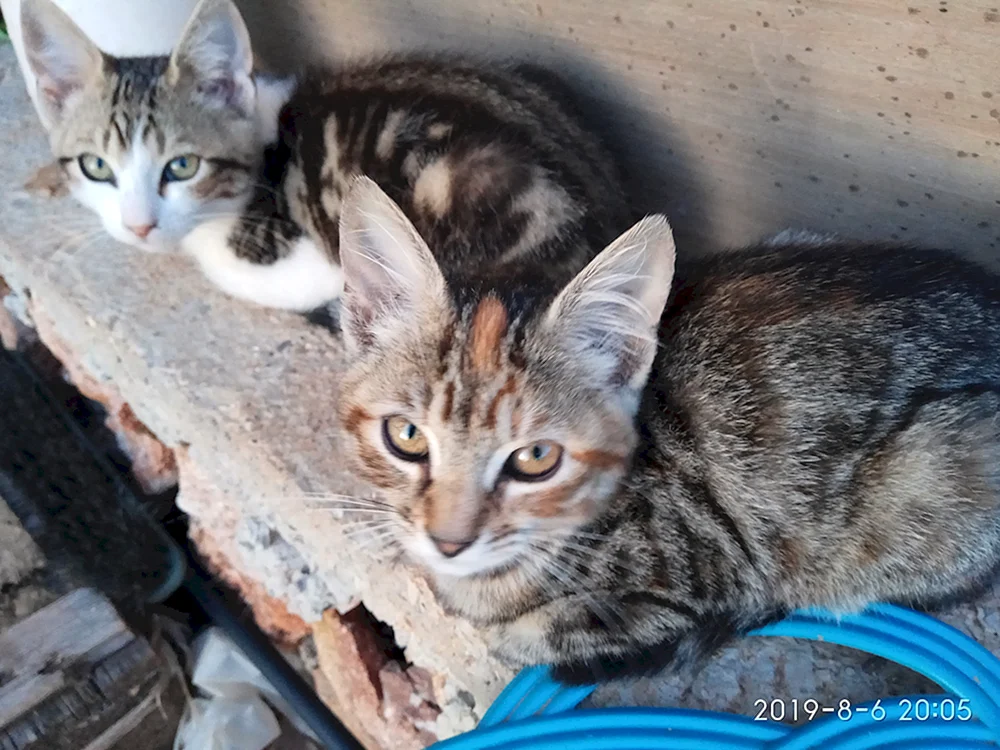 Sibirische Rattenfänger-Katze