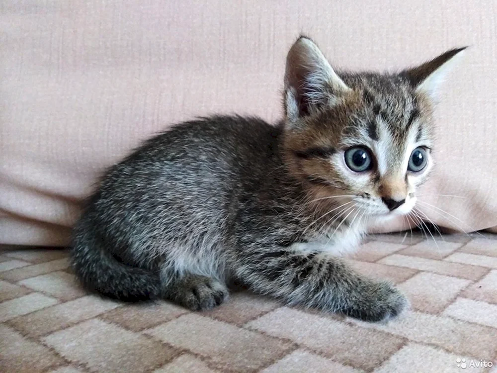 Sibirische Rattenfänger-Katzenrasse.
