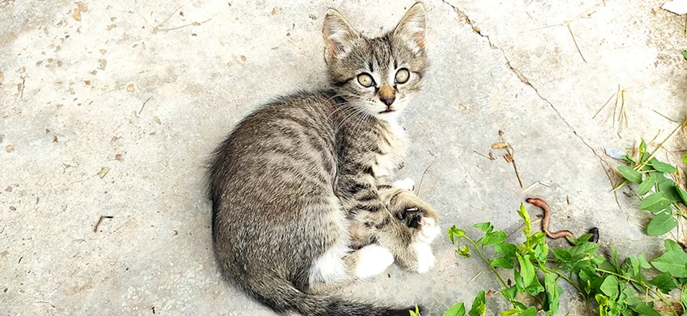 Sibirische Rattenfänger Katze