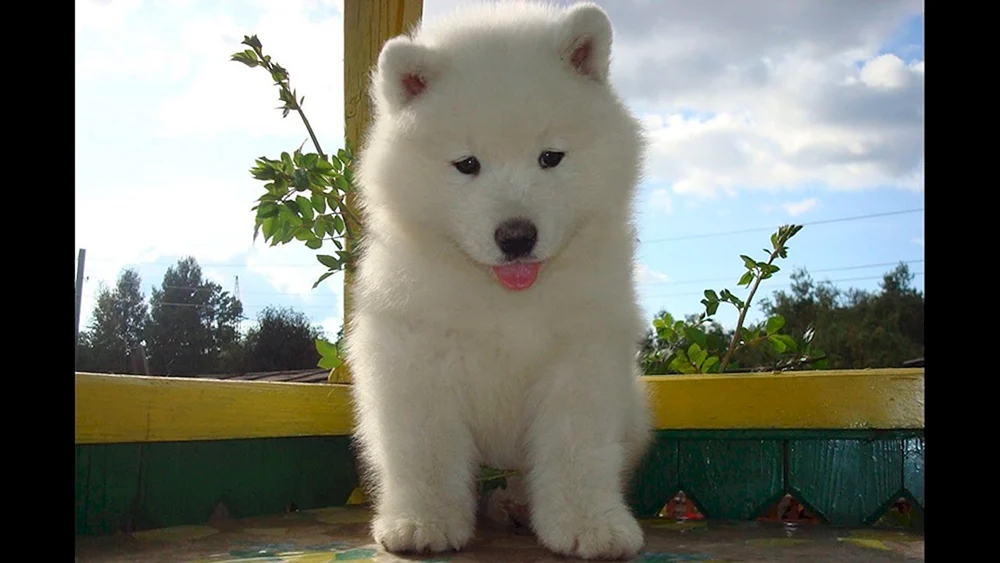 Alaskan Malamute weiß
