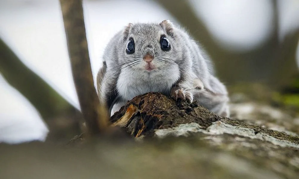Japanisches Flughörnchen Momonga