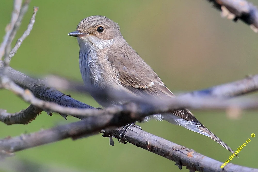 Sibirischer Fliegenschnäpper