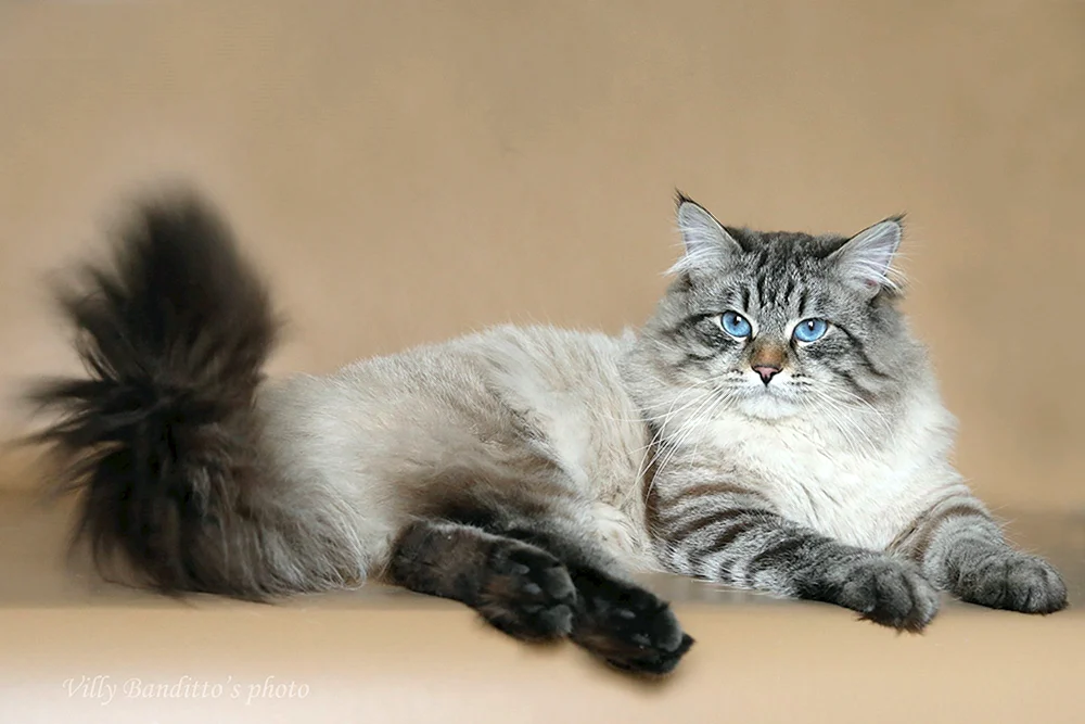 Nevsky masquerade cat