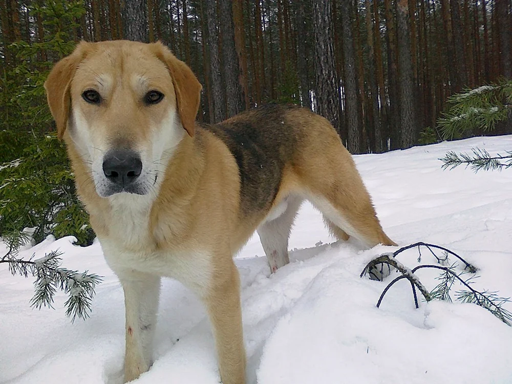 Russischer Jagdhund