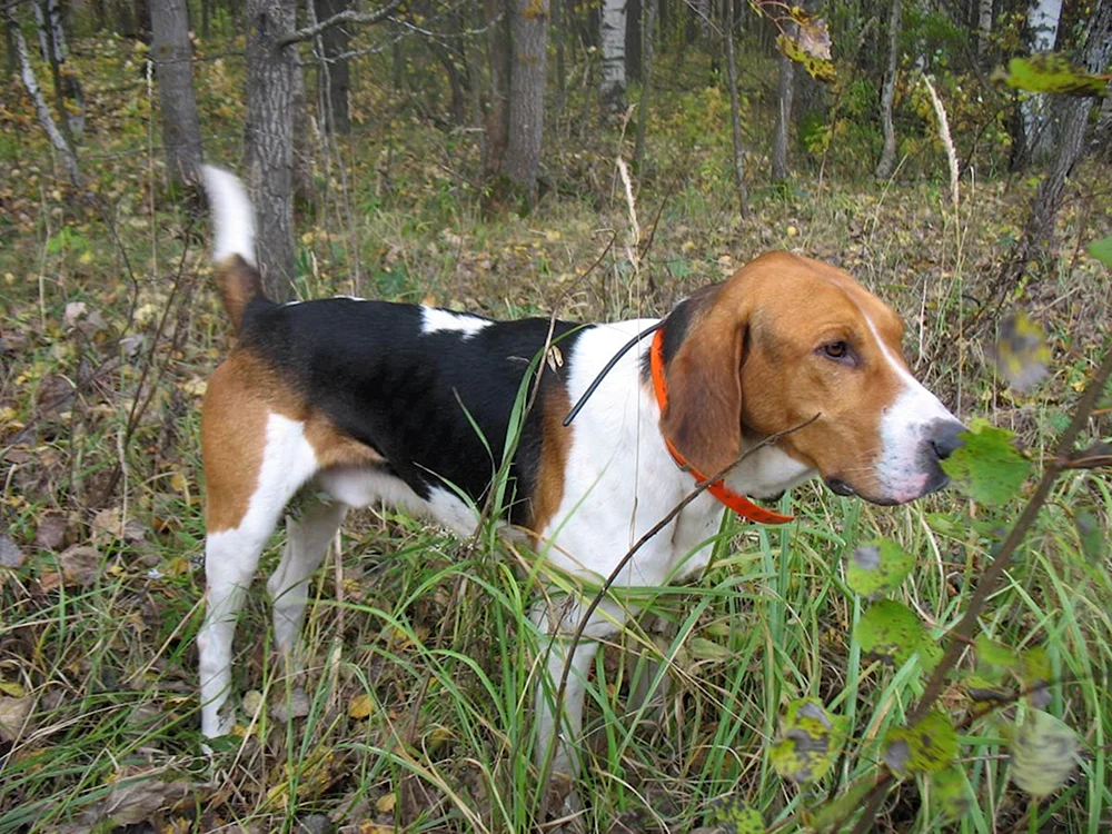 Russisch Sibirischer Jagdhund