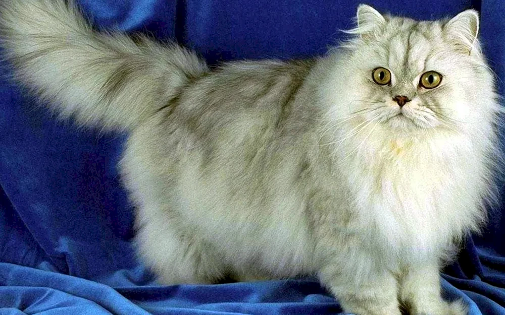 Persische Chinchillakatze Rasse