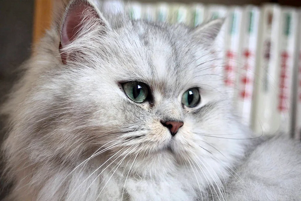 Sibirische Perser Perser Chinchilla Katze