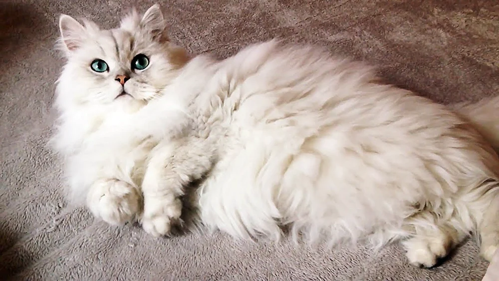 Sibirische Perser Perser Chinchilla Katze