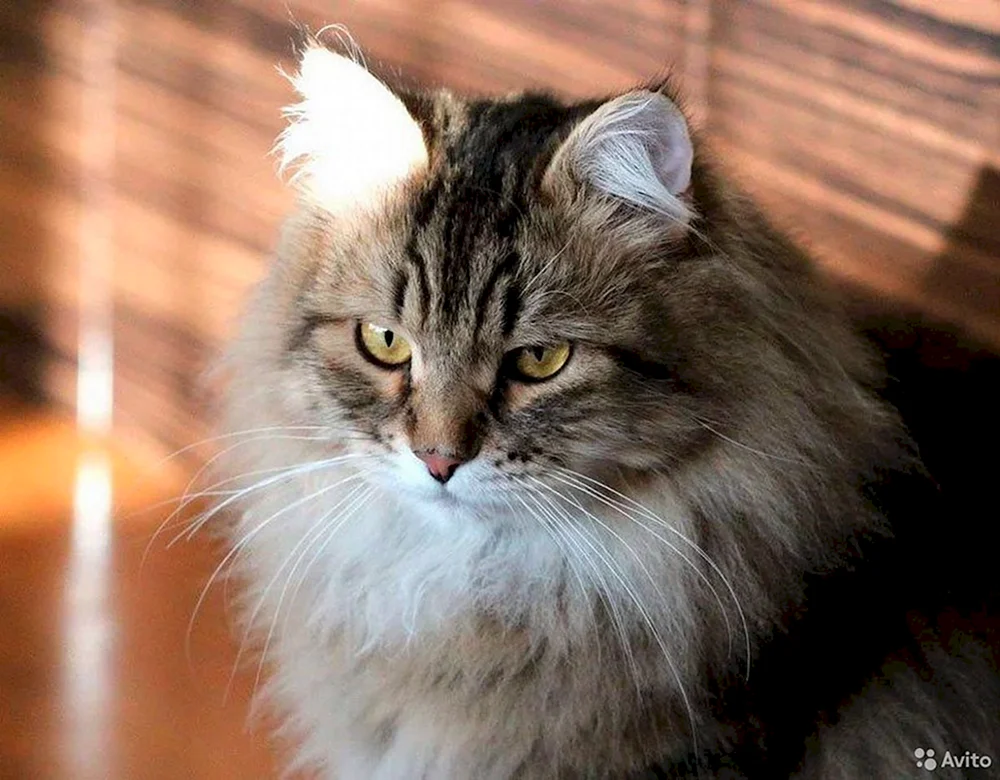 Maine Coon und Sibirische Katze