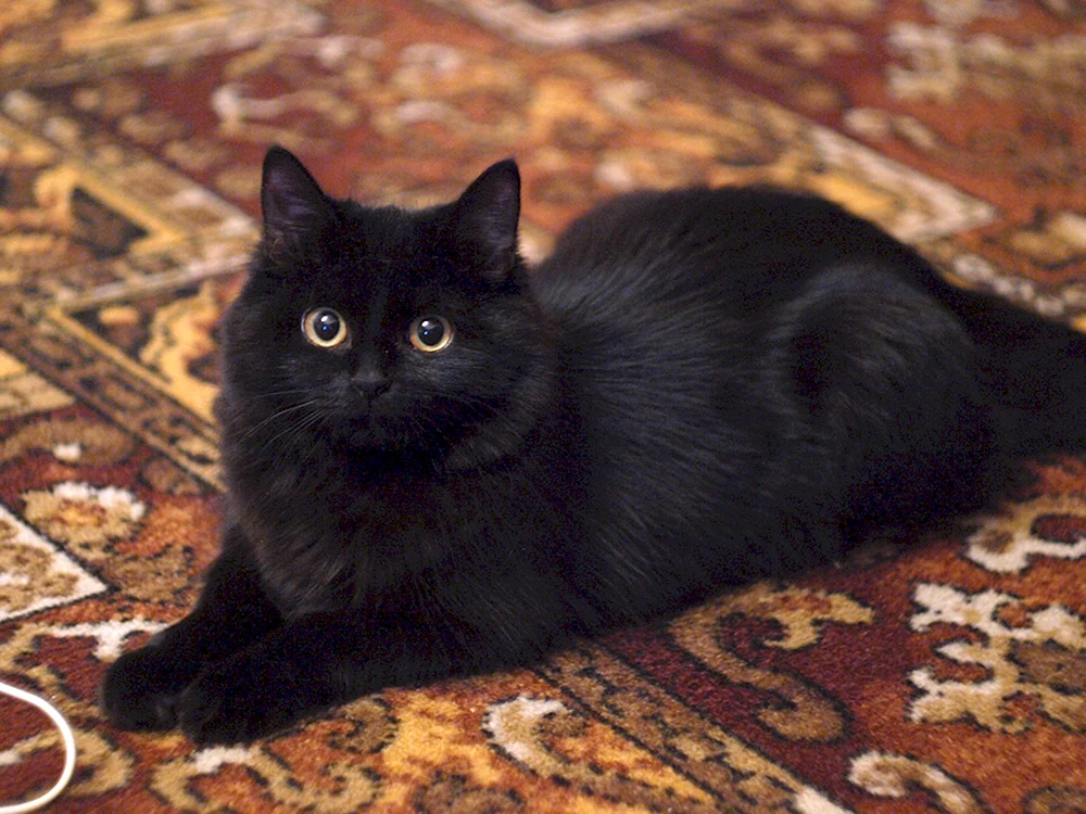 Sibirische Langhaarkatze schwarz