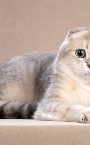 Sibirische Schopfkatze