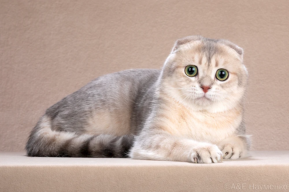 Sibirische Schopfkatze