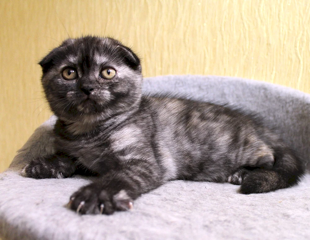 Sibirische Schopfkatze