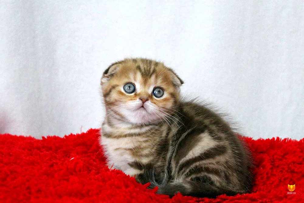 Sibirische Schopfkatze