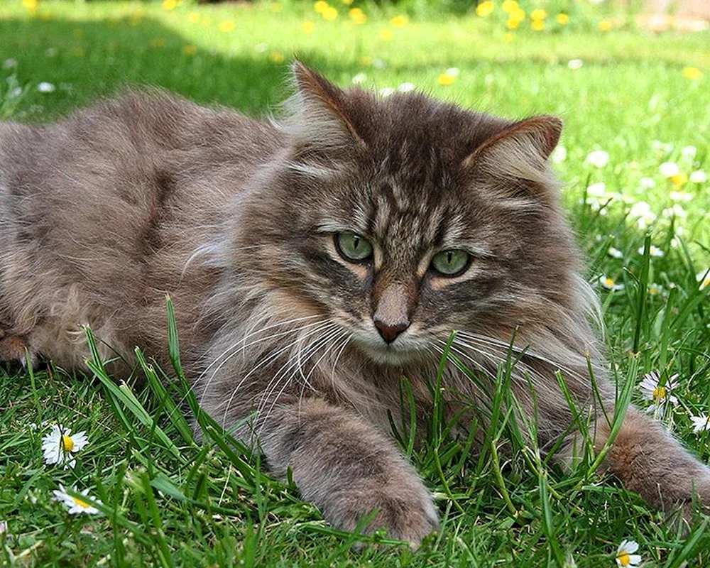 Sibirische Waldkatzenrasse