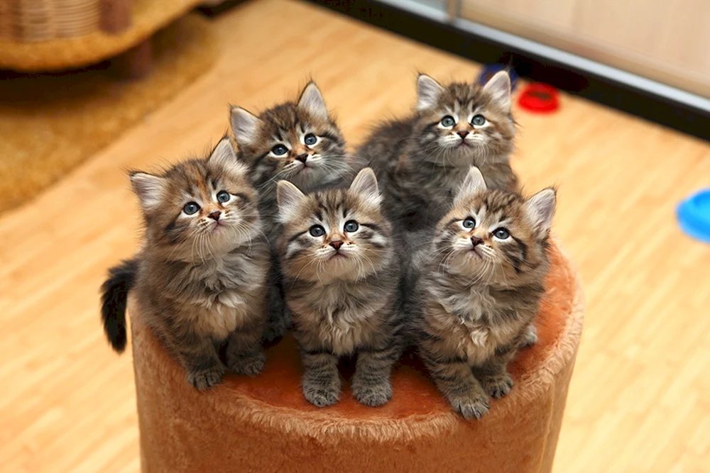 Sibirische Langhaarkatze
