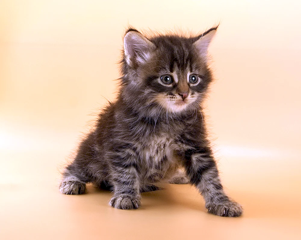 Blau gestromte sibirische Katze
