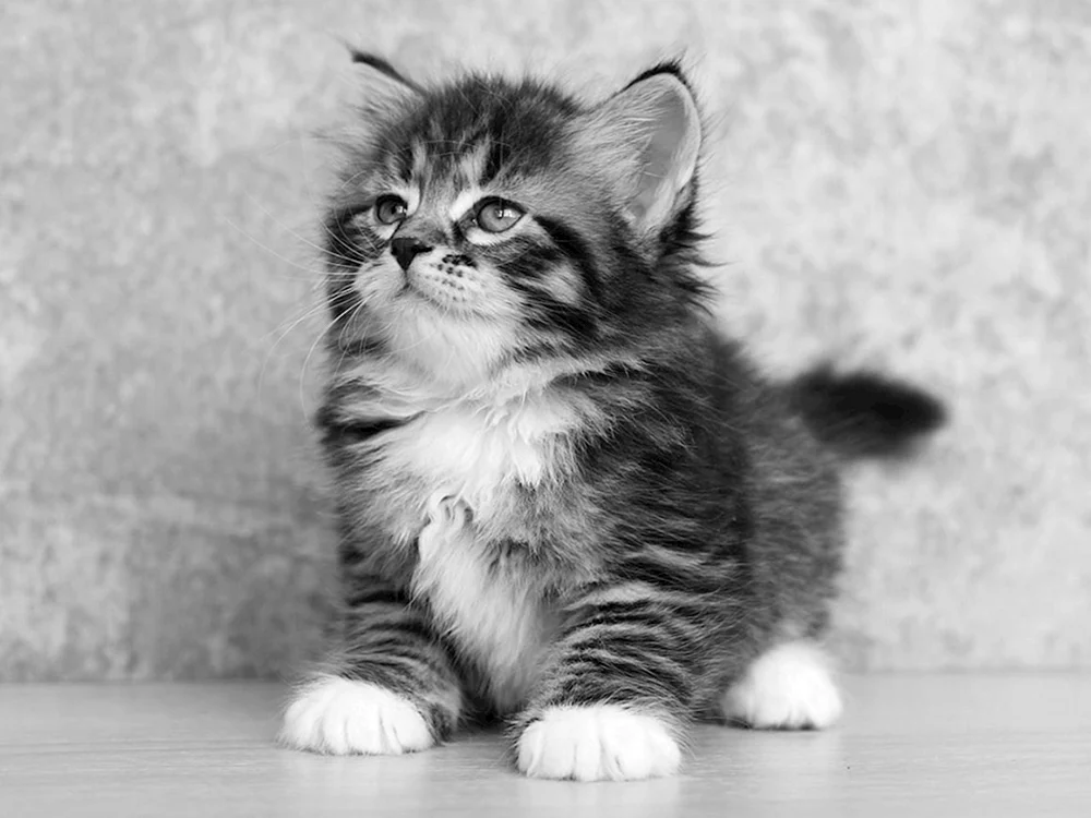 Sibirische Schottische Katze