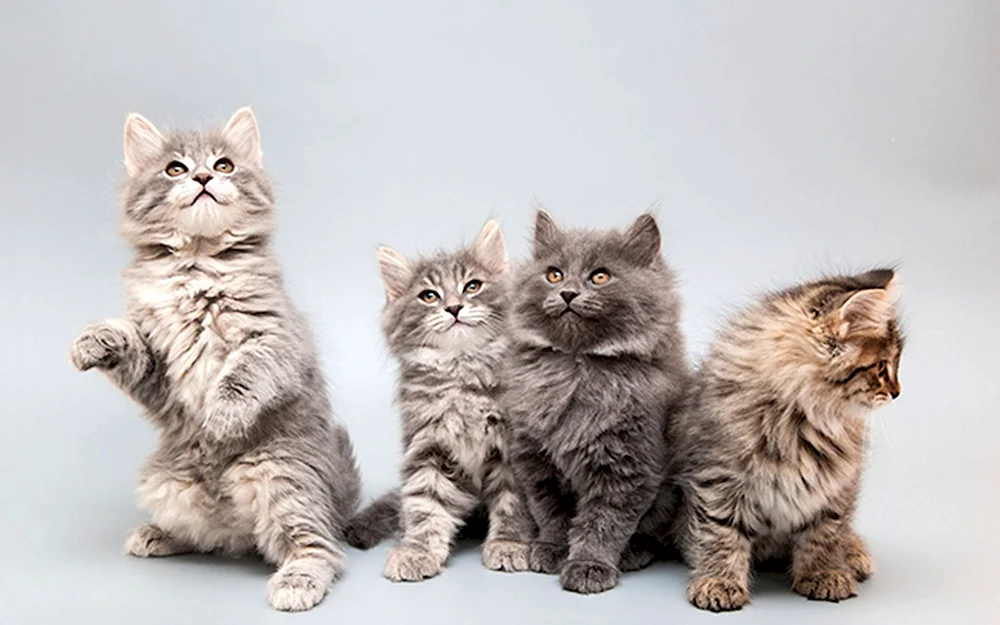 Sibirische Katze Katze