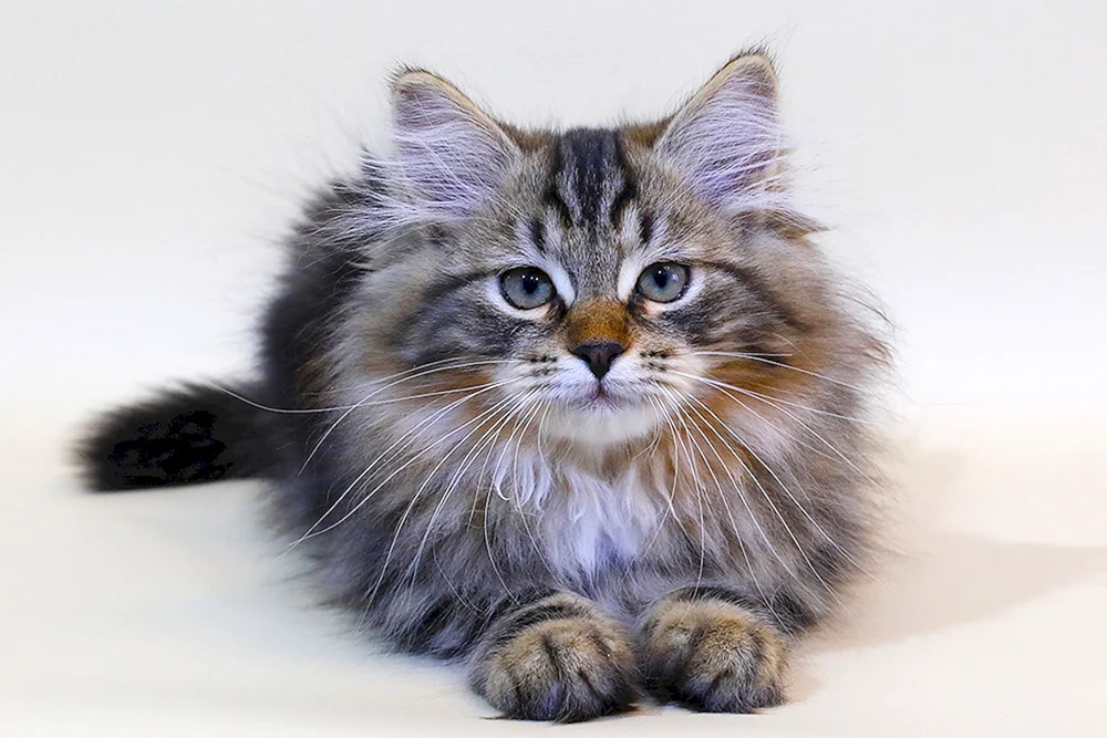 Sibirische Katze