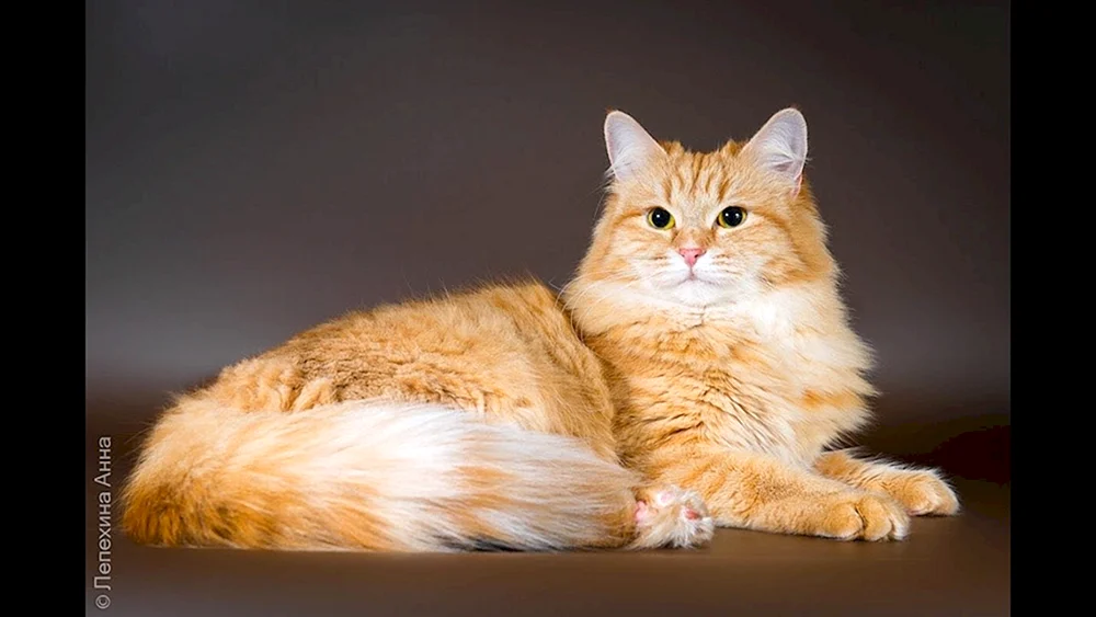 Sibirische Katzen ingwer