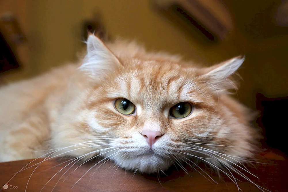Sibirische Katze ingwer