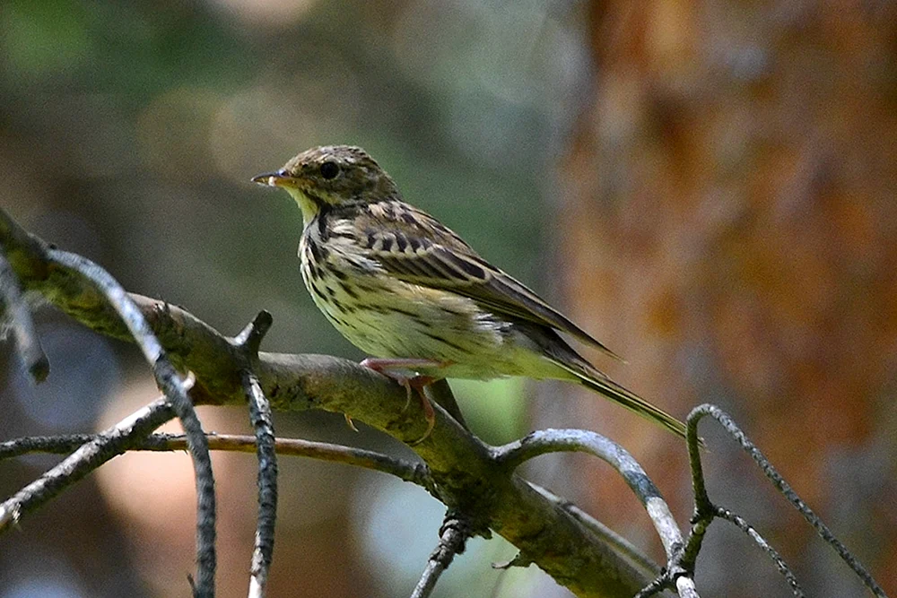 Vögel Westsibiriens Pfeifer