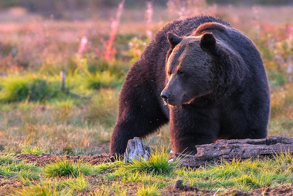 Sibirischer Braunbär