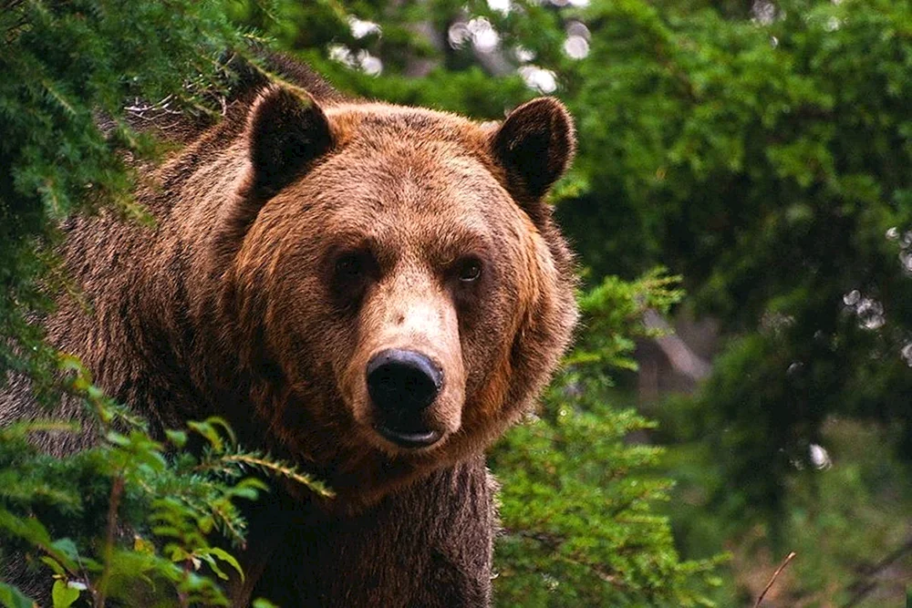 Braunbär