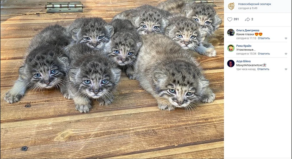 Sibirische Wildkatze Manul