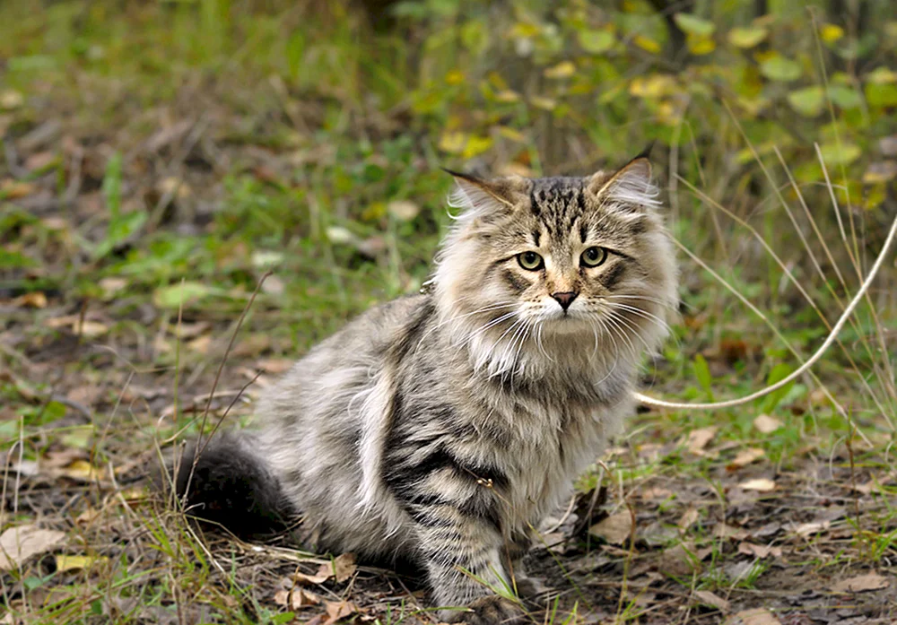 Sibirische Katze Taigakatze