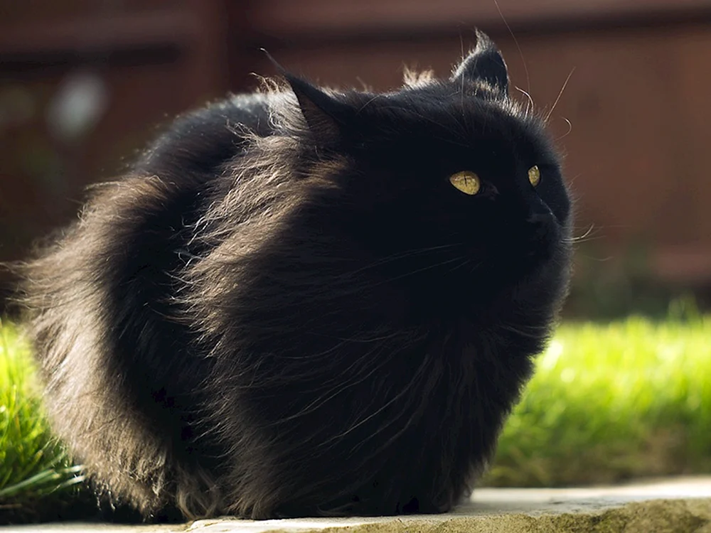 Sibirische langhaarige schwarze Katze