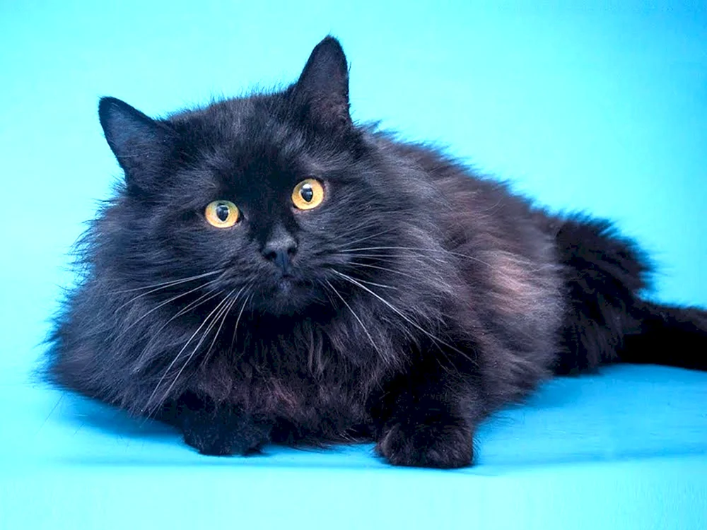 Sibirische Langhaarkatze schwarz