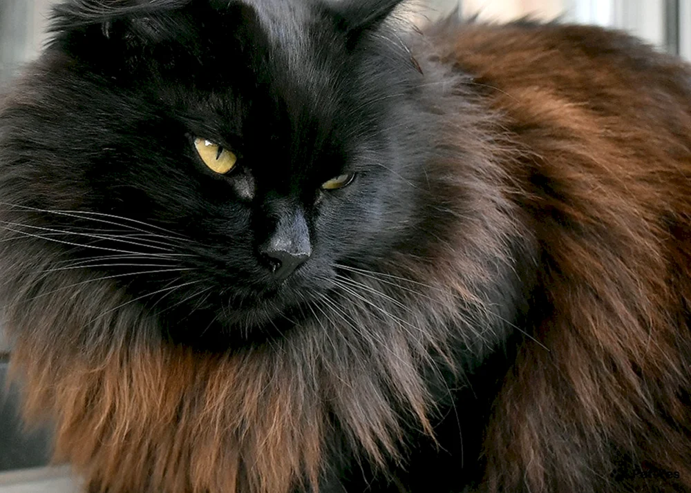 Sibirische Langhaarkatze schwarz