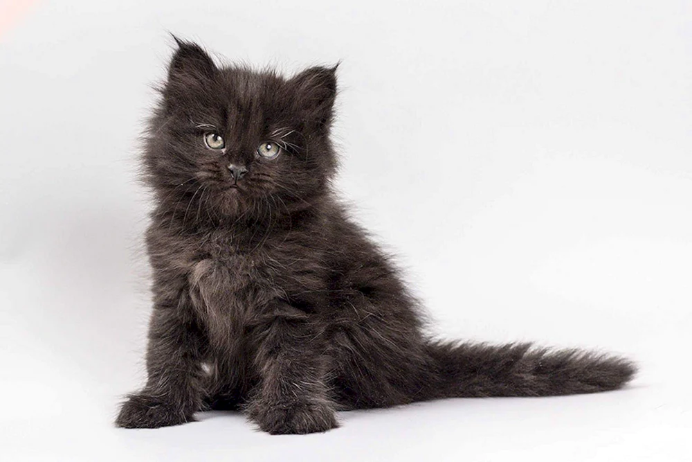 Sibirische Maine Coon schwarz