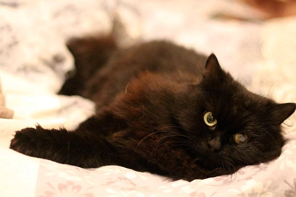 Sibirische Langhaarkatze schwarz Smoky Langhaar