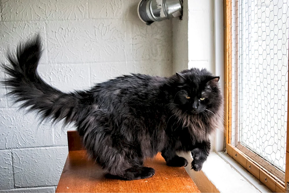 Sibirische Langhaar schwarze Katze