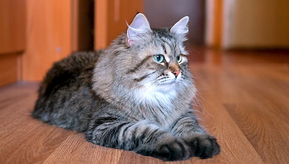 Sibirische Bicolour-Katze