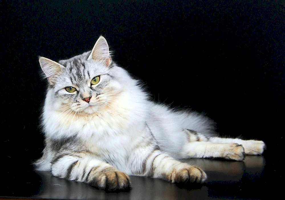 Sibirische Langhaarkatze rauchig gestromt