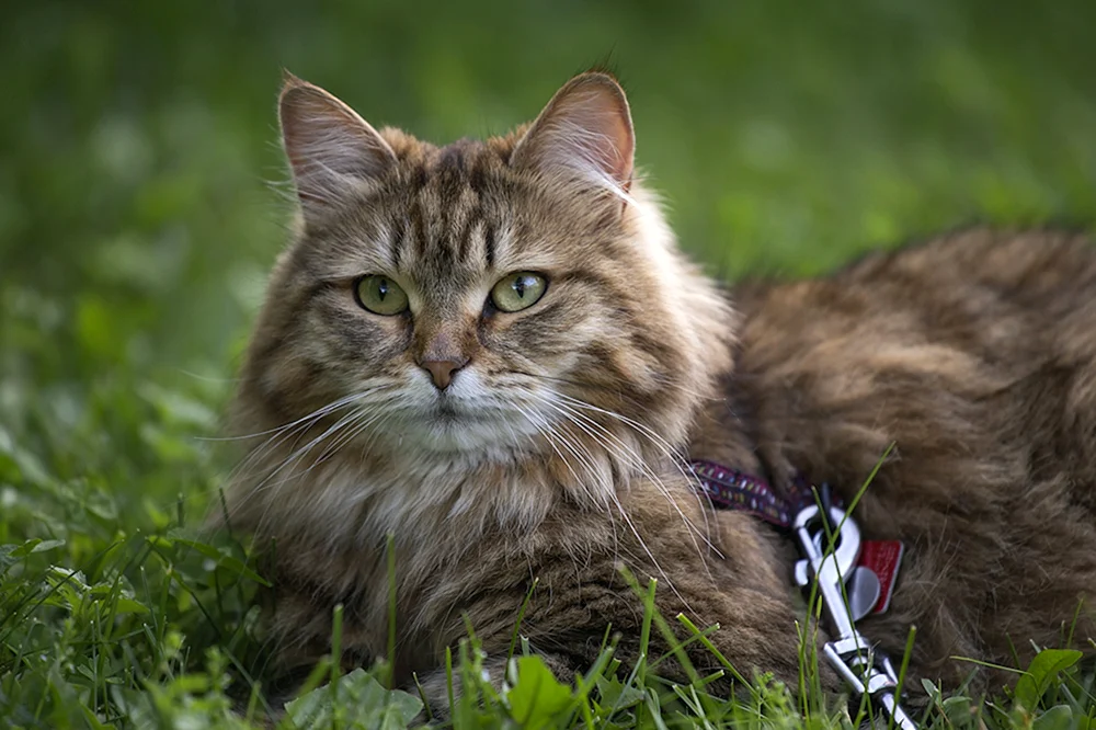 Sibirische Langhaarkatze