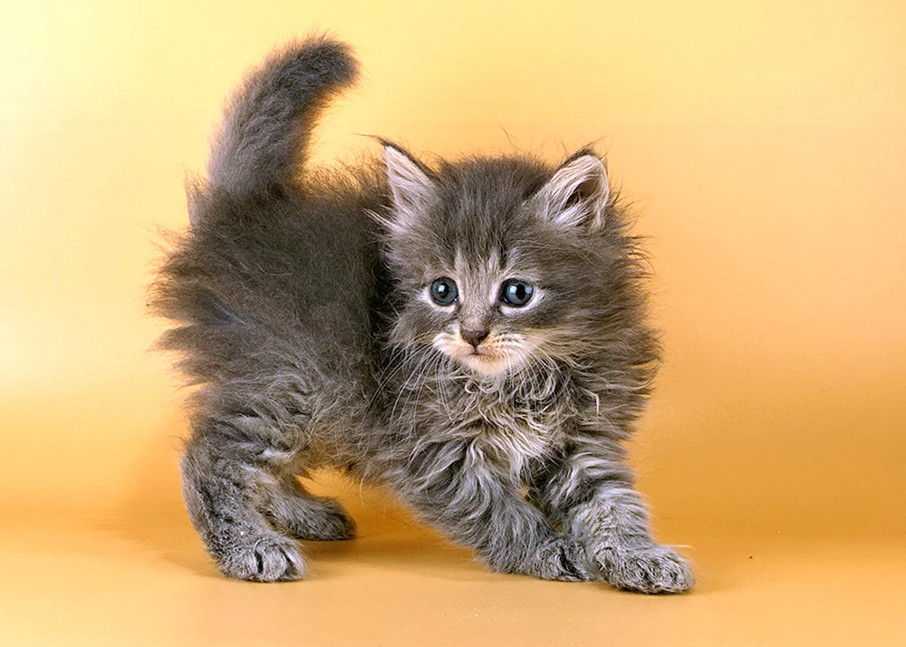 Sibirische Langhaarkatze