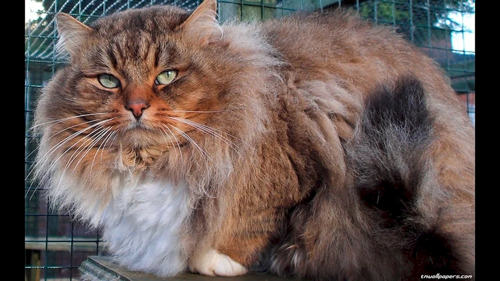Dicke Katzen