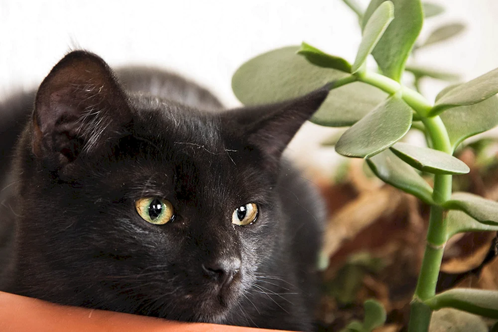 Siamkatze