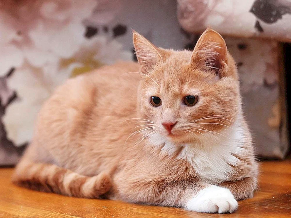 Sibirische Glatthaar-Pfirsichkatze
