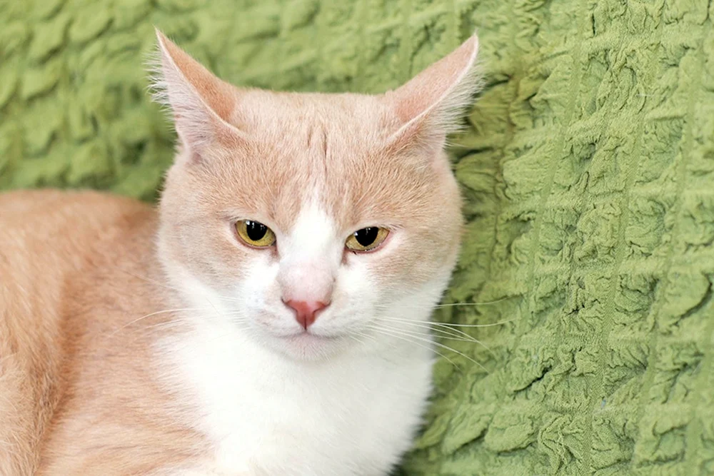 Sibirische Glatthaar-Pfirsichkatze