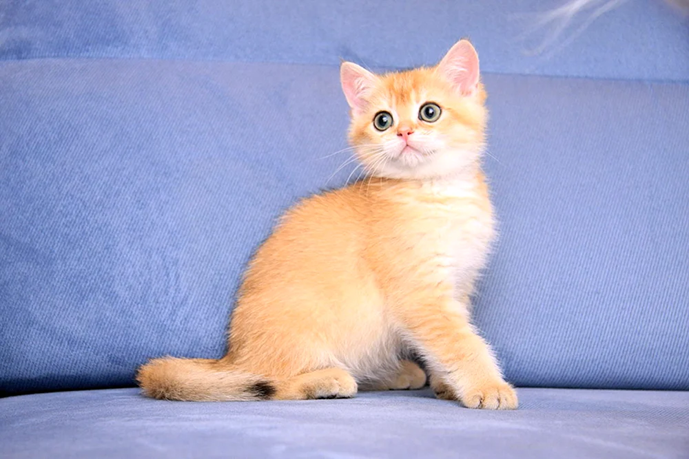 Schottisch Kurzhaar Golden Chinchilla